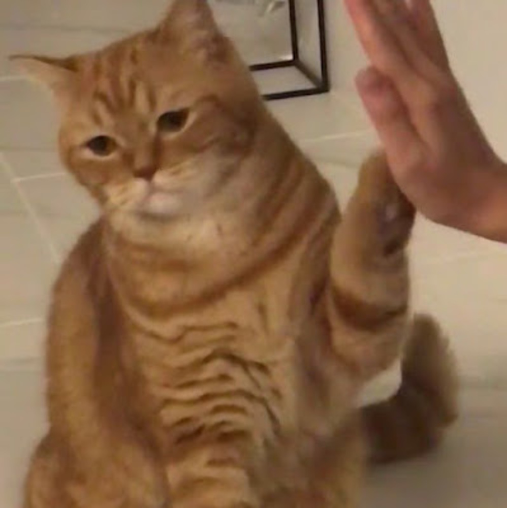Meet your Posher, Cat